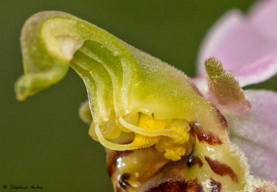 Ophrys apifera