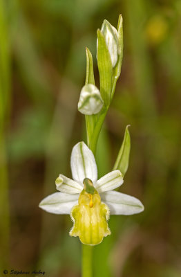 Ophrys apifera var. basiliensis