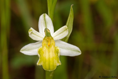 Ophrys apifera var. basiliensis