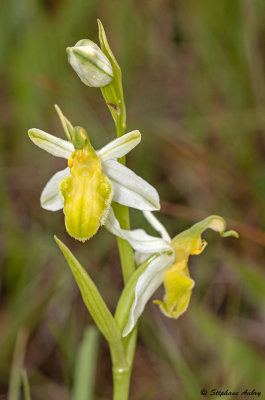Ophrys apifera var. basiliensis