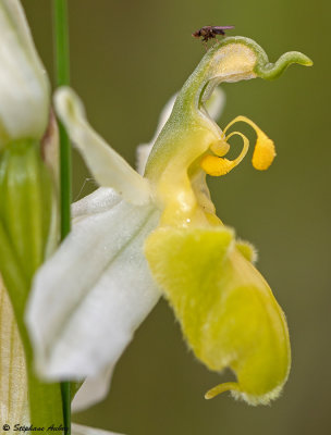 Ophrys apifera var. basiliensis