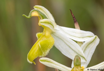 Ophrys apifera var. basiliensis