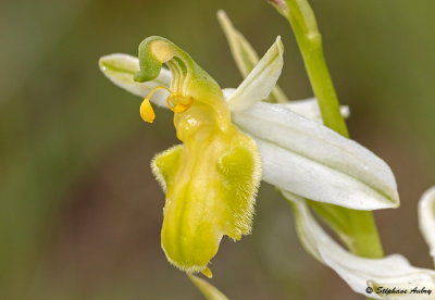 Ophrys apifera var. basiliensis