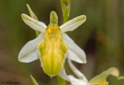 Ophrys apifera var. basiliensis