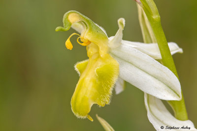 Ophrys apifera var. basiliensis