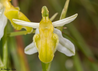 Ophrys apifera var. basiliensis