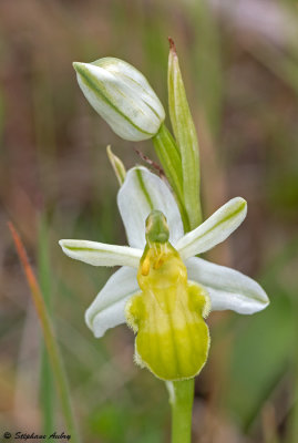 Ophrys apifera var. basiliensis