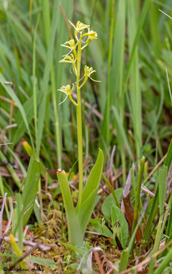 Liparis loeselii
