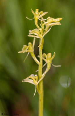 Liparis loeselii
