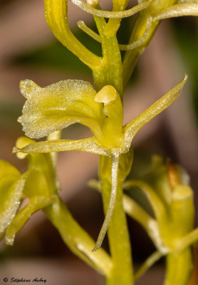 Liparis loeselii