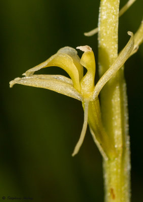 Liparis loeselii