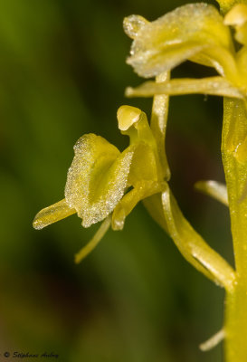 Liparis loeselii
