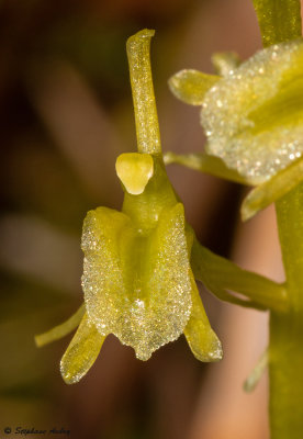 Liparis loeselii