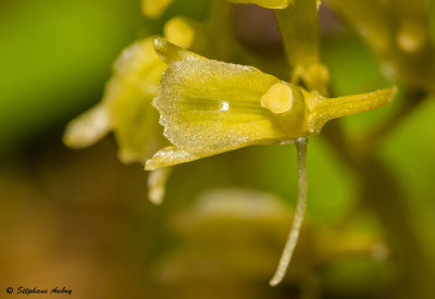 Liparis loeselii