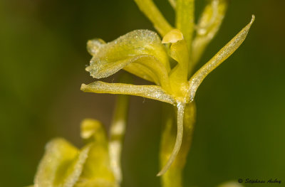Liparis loeselii