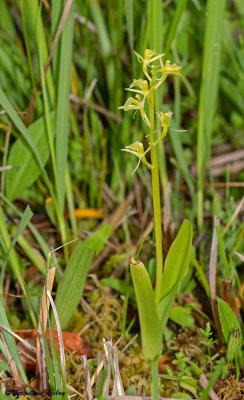 Liparis loeselii