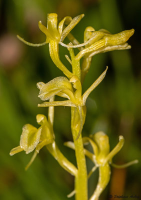 Liparis loeselii