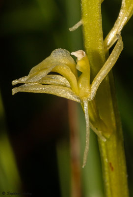 Liparis loeselii