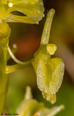 Liparis loeselii