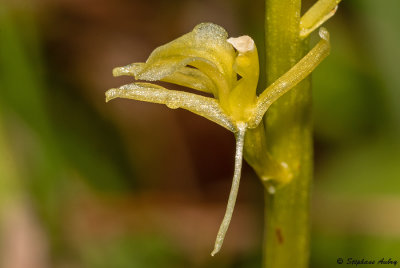 Liparis loeselii