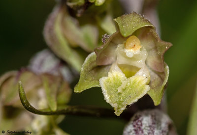 Epipactis microphylla