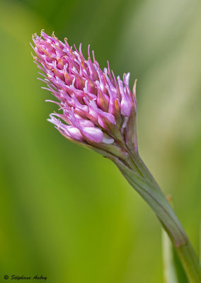 Traunsteinera globosa