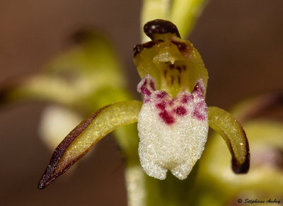 Corallorhiza trifida