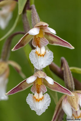 Epipactis palustris
