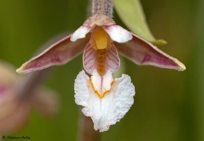 Epipactis palustris