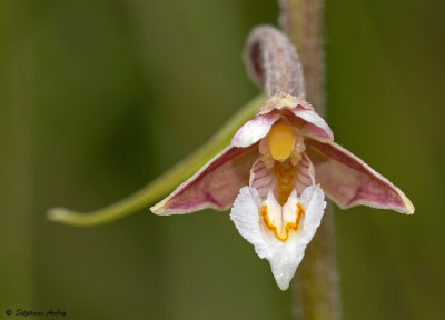 Epipactis palustris