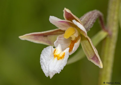 Epipactis palustris