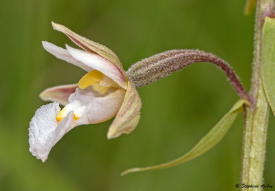 Epipactis palustris
