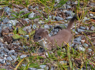 Hermine, Mustela erminea