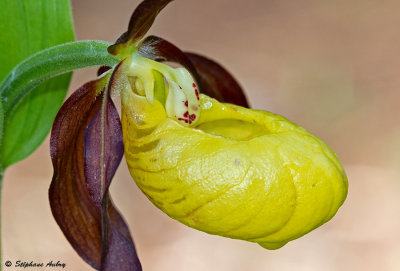 Cypripedium calceolus