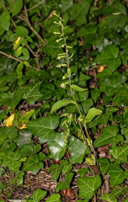 Epipactis rhodanensis