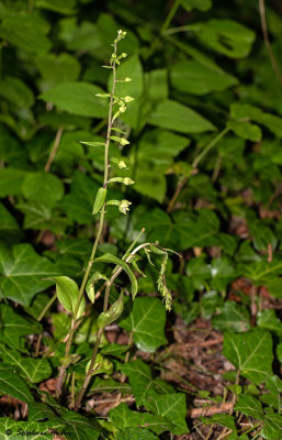 Epipactis rhodanensis