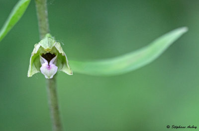 Epipactis rhodanensis