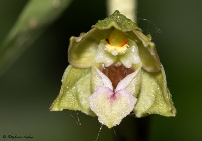 Epipactis rhodanensis