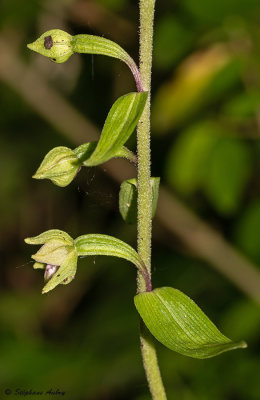 Epipactis rhodanensis