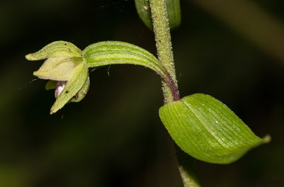 Epipactis rhodanensis