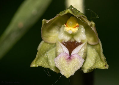 Epipactis rhodanensis