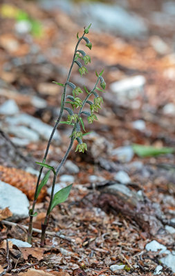 Epipactis microphylla