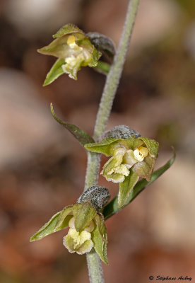 Epipactis microphylla