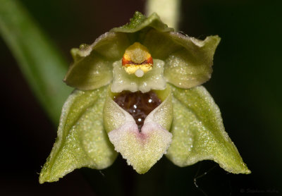 Epipactis rhodanensis