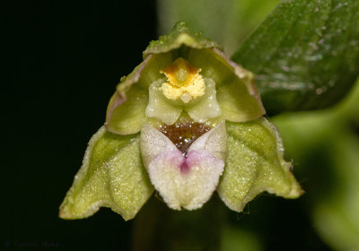 Epipactis rhodanensis