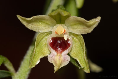 Epipactis muelleri