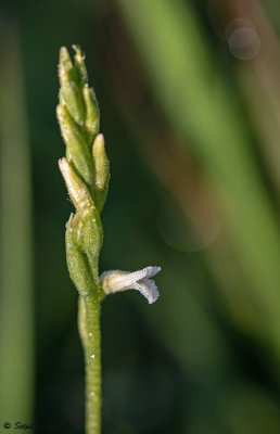 Spiranthes aestivalis