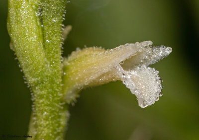 Spiranthes aestivalis