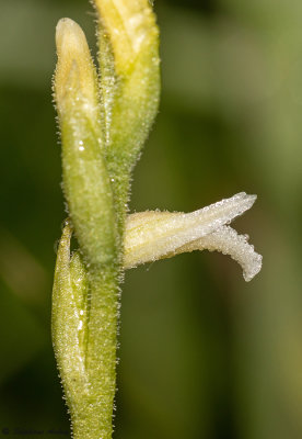 Spiranthes aestivalis