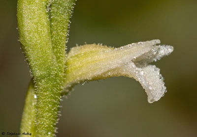 Spiranthes aestivalis